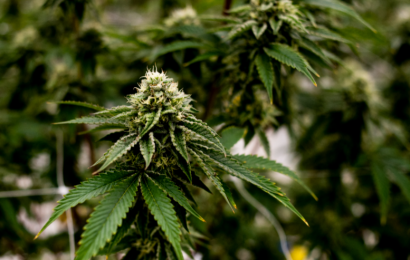 Mail Order Marijuana: How It Works and Where to Start