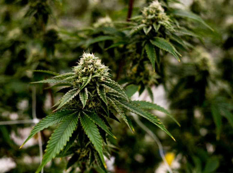 Mail Order Marijuana: How It Works and Where to Start