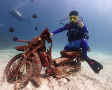 Discover Spectacular Coral Reefs with Phi Phi Islands Diving